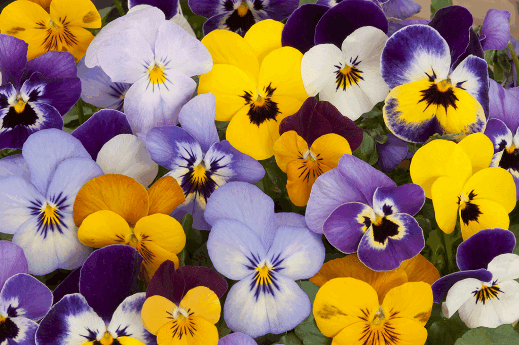 Pansies, a flower that functions well season after season in Montgomery County landscaping.