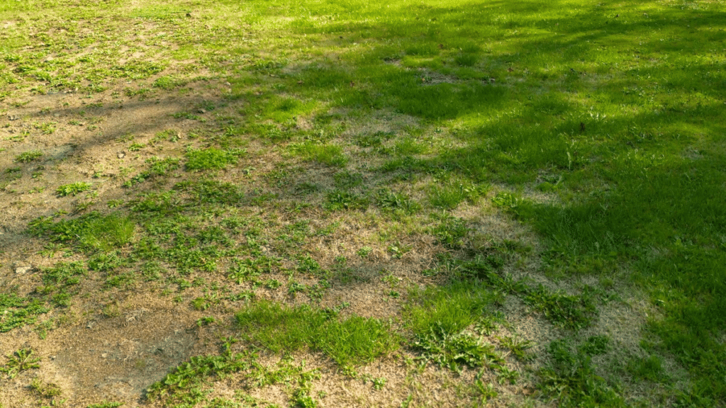 Brown, patchy grass can be a common landscaping problem.
