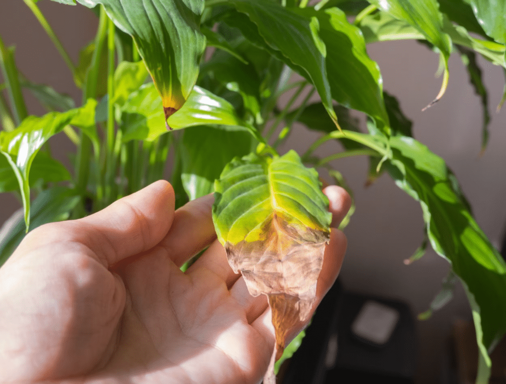 Photo of a leaf with heat stress, a common landscape problem.