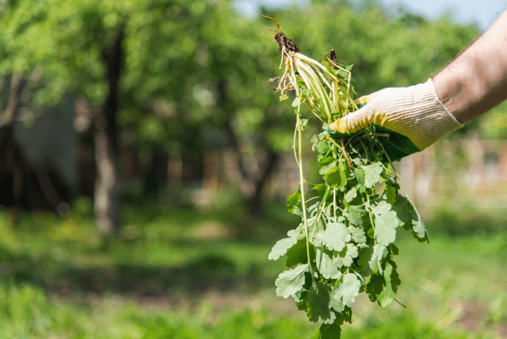 Pulling weeds to keep landscape healthy in Montgomery County.